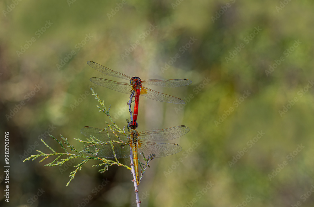 Dragonfly - (Anisoptera) insect. The mating moment of dragonflies.