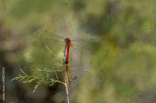 Obraz na płótnie Dragonfly - (Anisoptera) insect. The mating moment of dragonflies. w salonie