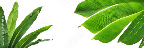 banana leaf stem isolated on white