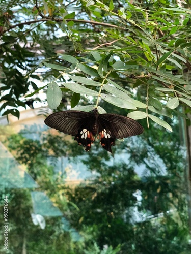 Black butterfly on green leaf.