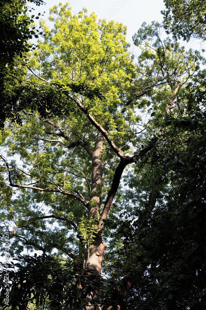 Obraz premium various deciduous trees i nature