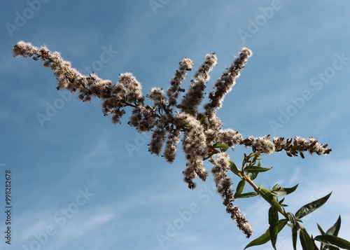 dry seeds of Solidago Canadensis plant at autumn photo