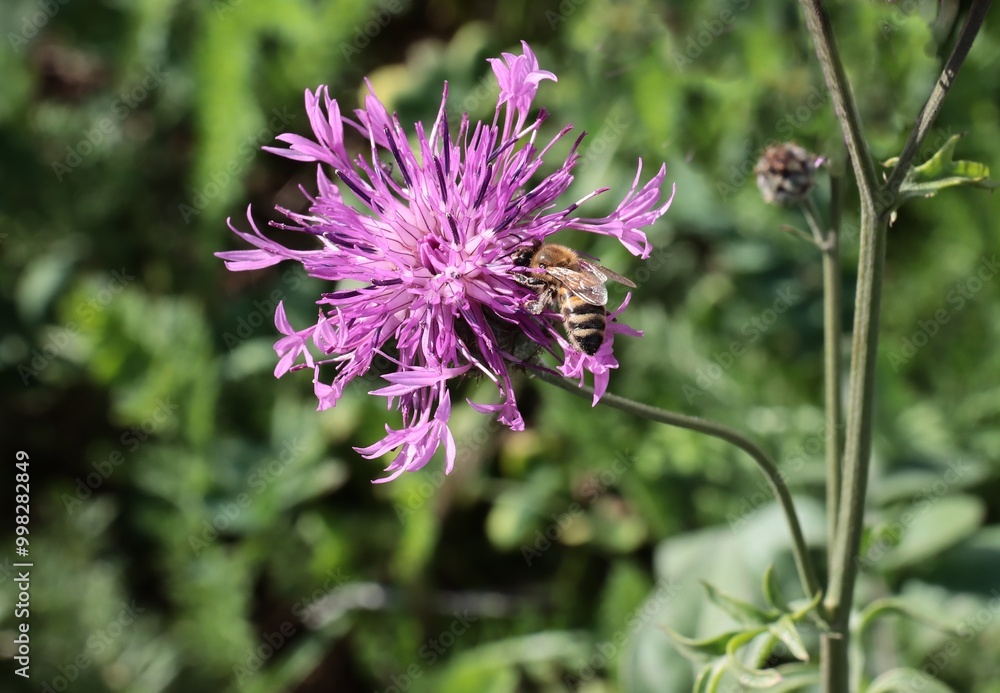 Tableau sur toile Purple flower of knapweed - Centaurea jacea and bee insect close up