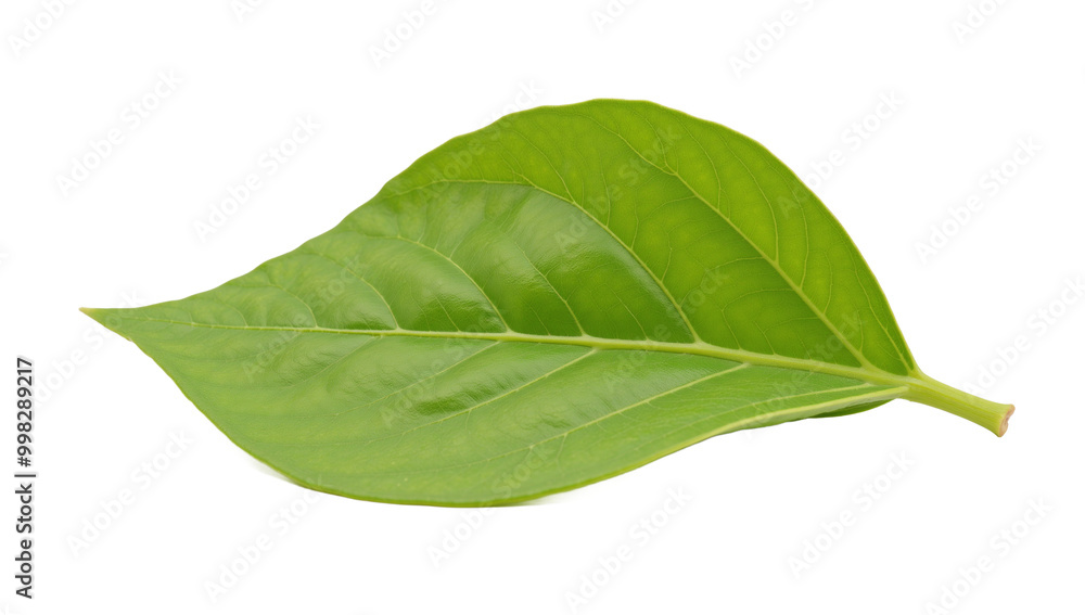 Obraz premium Leaf isolated as an transparent PNG file with high resolution detail