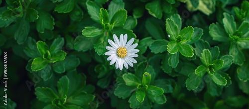 Flower View From Above