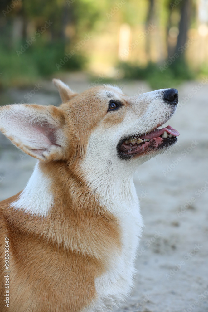 Cute pembroke welsh corgi having fun on the beach with sand Cute pembroke welsh corgi having fun on the beach with sand