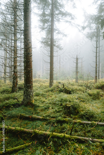 herbstlicher Wald mit Nebel und Regen