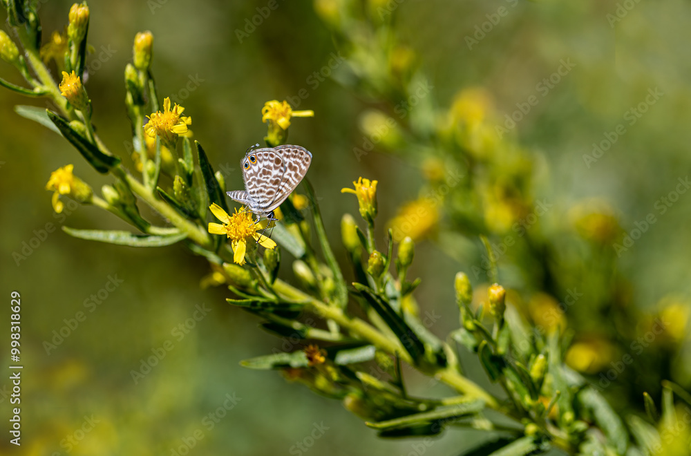 Bluezebra butterfly (Leptotes pirithous) on Dittrichia viscosa plant