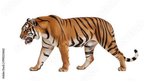 Tiger depicted against an isolated transparent PNG background