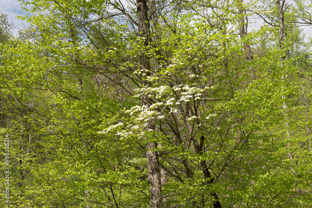 Fototapeta premium Beautiful forest scene with a blooming tree in the foreground, showcasing white blossoms surrounded by lush green foliage in the Smoky Mountains