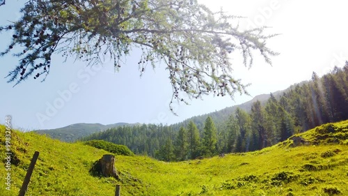 Summer landscape with green fields, sunbeams and pine forest in distance at sunset