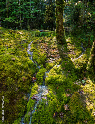 A small sream in a  fairylike peat bog setting in the French Jura,  near Bourg le Sirod