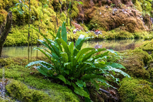 A hart's-tongue fern, Asplenium scolopendrium, in a fairylike green setting in the French Jura,  near Bourg le Sirod