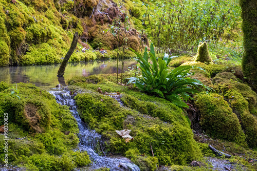 Cuadro en lienzo A hart's-tongue fern, Asplenium scolopendrium, in a  fairylike peat bog setting