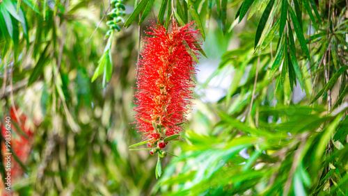 Melaleuca leucadendra (Kayu putih, Melaleuca leucadendron, weeping paperbark, long-leaved paperbark, white paperbark, cajuput oil) plant. This plant is used to treat respiratory infections. photo