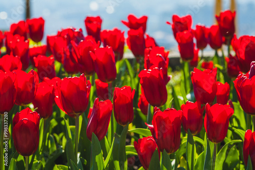 tulips flowers in the garden