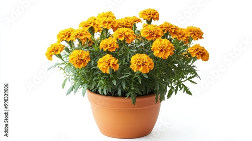 Yellow marigold flowerpot with Tagetes variety isolated on a white background