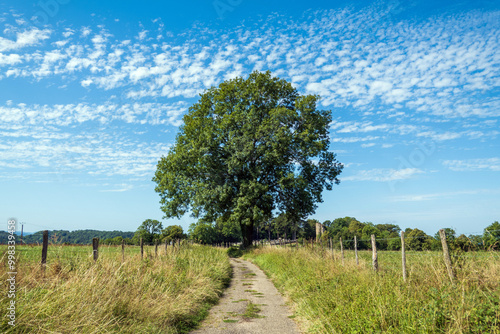 Rural road leading to a solitary mature Ash tree, Fraxinus exelcior, on a plateau near Chateau Chalon in the French Jura photo