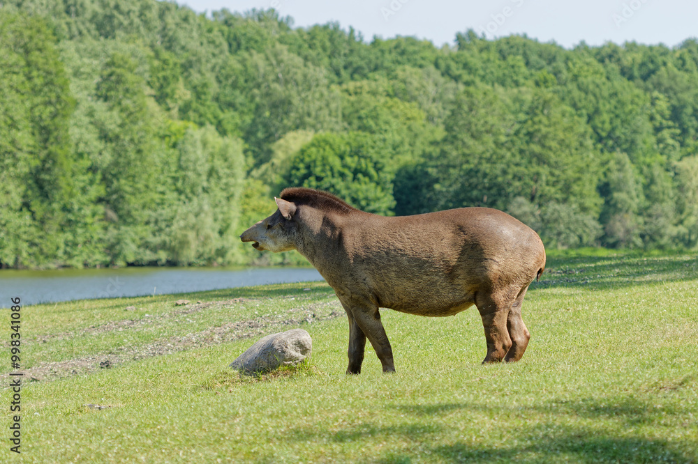 Tapir on green grass. Forest and river in the background Tapir on green grass. Forest and river in the background
