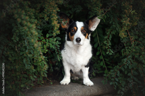 tricolor cardigan welsh corgi dog posing in a green bush outdoors in summer