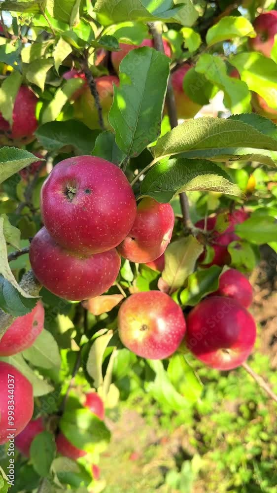 A branch of an apple tree with ripe apples and bright green leaves sways slowly in the wind on a sunny day. Vertical mobile video, copy space A branch of an apple tree with ripe apples and bright green leaves sways slowly in the wind on a sunny day. Vertical mobile video, copy space