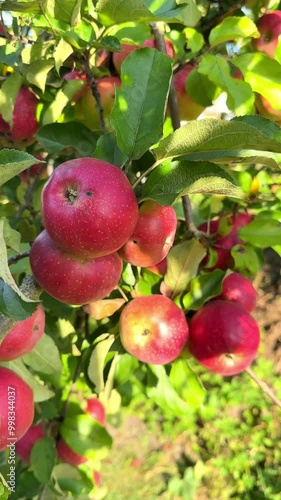 A branch of an apple tree with ripe apples and bright green leaves sways slowly in the wind on a sunny day. Vertical mobile video, copy space