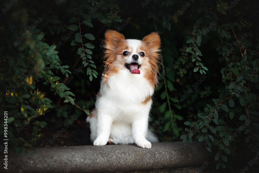 cute papillon dog posing in a bush in summer cute papillon dog posing in a bush in summer