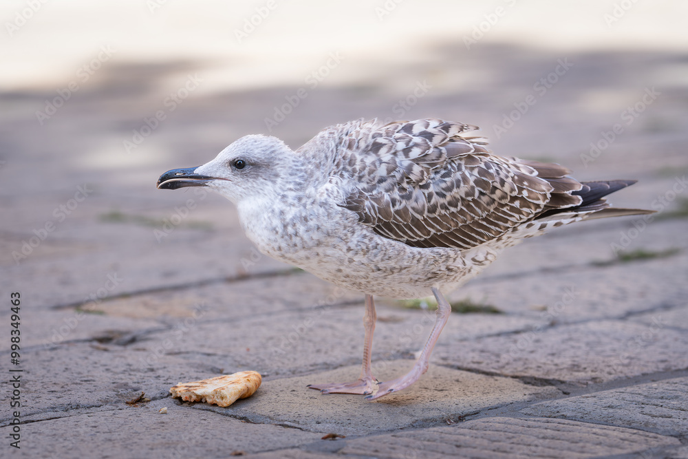 Urban seagull eating pizza. Juvenile yellow-legged gull (Larus michahellis) eating little piece of pizza in city pavement. Urban seagull eating pizza. Juvenile yellow-legged gull (Larus michahellis) eating little piece of pizza in city pavement.