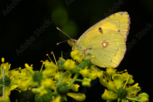 Clouded Yellow butterfly - Colias croceus, beautifull yellow butterfly from European meadows and grasslands, Zlin, Czech Republic. photo