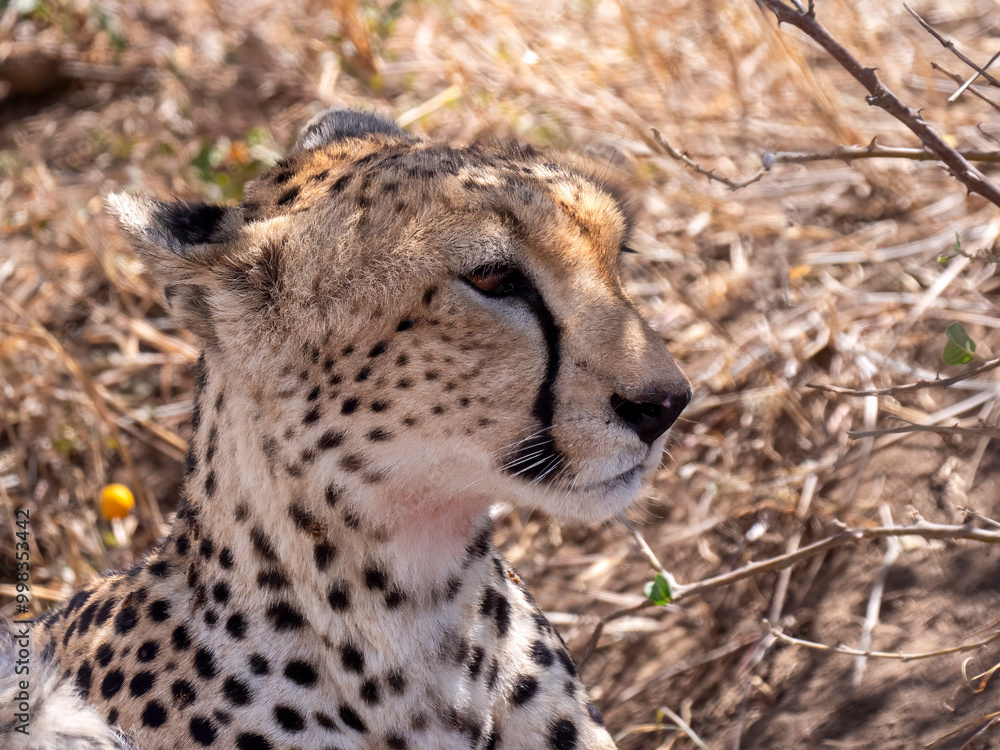 Head of a beautiful female cheetah (Acinonyx jubatus), photographed in the Serengeti National Park in Tanzania. Head of a beautiful female cheetah (Acinonyx jubatus), photographed in the Serengeti National Park in Tanzania.
