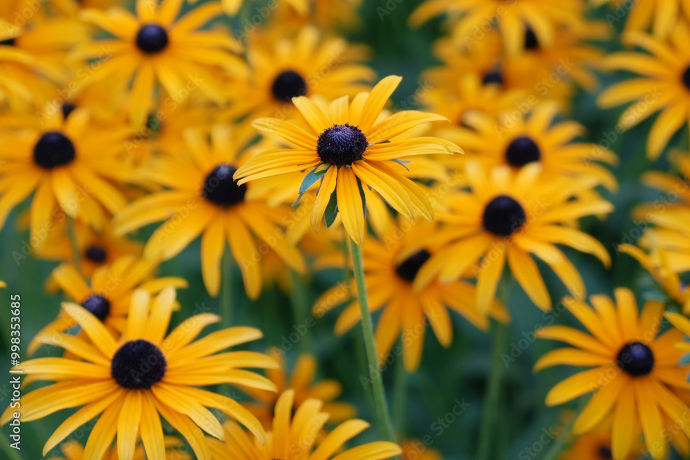 Rudbeckia hirta plants, selective focus, background pattern Rudbeckia hirta plants, selective focus, background pattern
