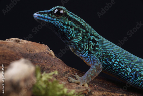 Portrait of an Electric Blue Day Gecko
 photo