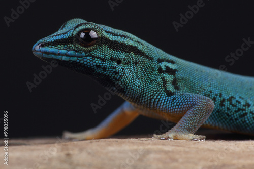 Portrait of an Electric Blue Day Gecko
