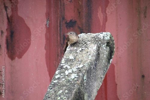 ave curruíra - Troglodytes aedon  photo