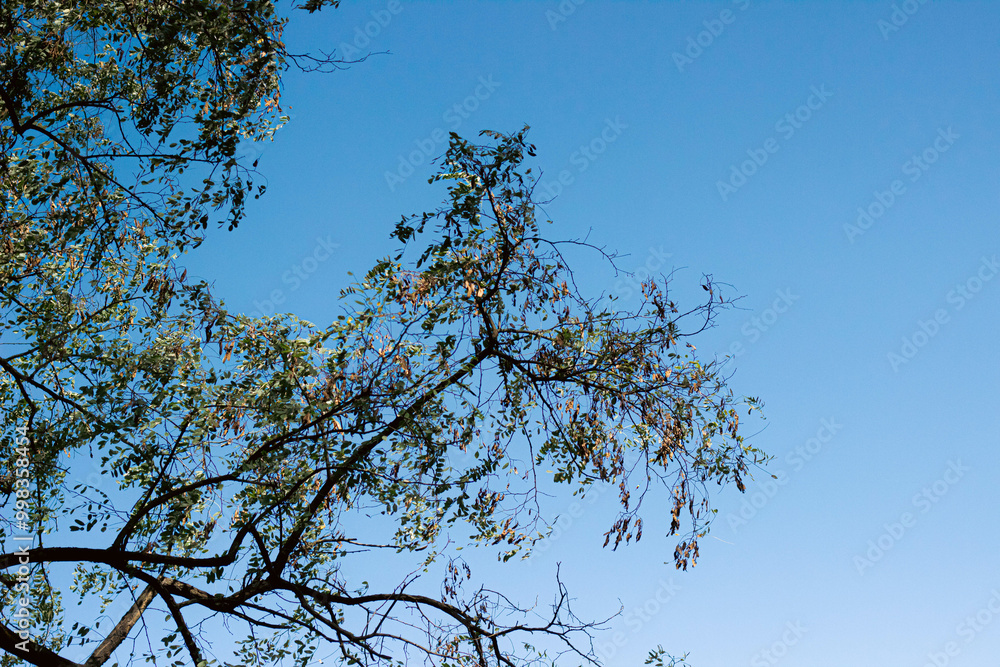 tree branches against blue sky tree branches against blue sky
