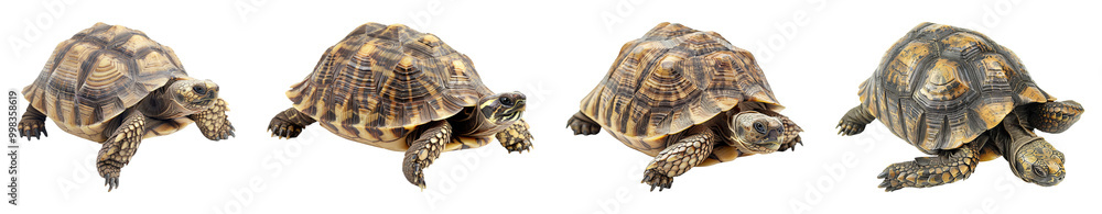 Collection of Tortoises Isolated on Transparent Background Collection of Tortoises Isolated on Transparent Background