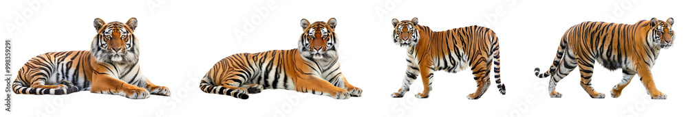 Realistic Tigers Walking in Sequence Isolated on Transparent Background Realistic Tigers Walking in Sequence Isolated on Transparent Background