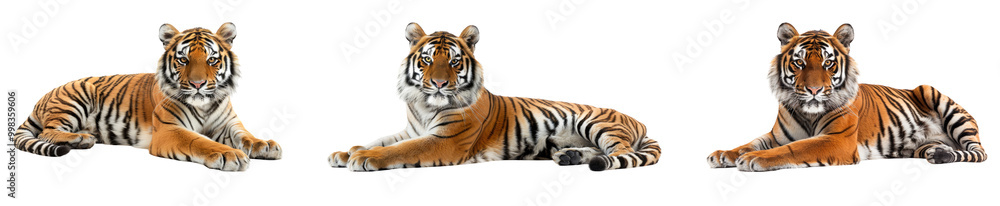 Realistic Tigers Walking in Sequence Isolated on Transparent Background Realistic Tigers Walking in Sequence Isolated on Transparent Background