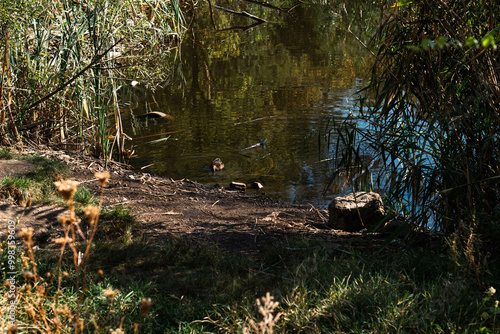 duck in the woods
