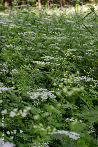 green moss in the forest