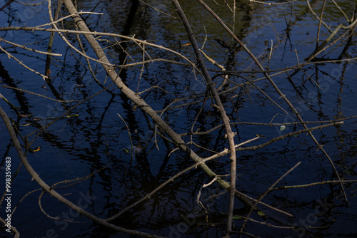 tree in the water