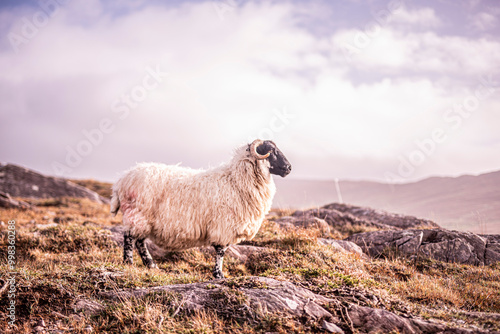 Mouton à tête noire