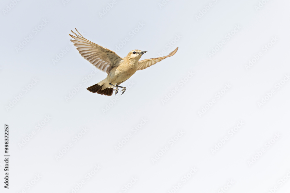 Obraz premium An isabelline wheatear (Oenanthe isabellina) in flight.
