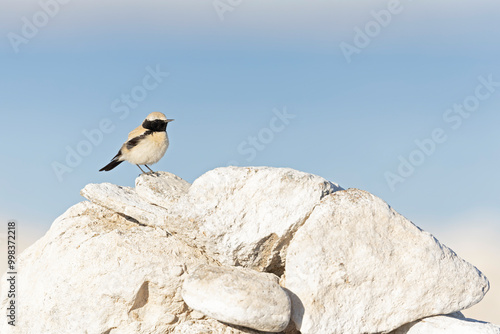 Photos A desert wheatear (Oenanthe deserti) perched on a pile of rocks.