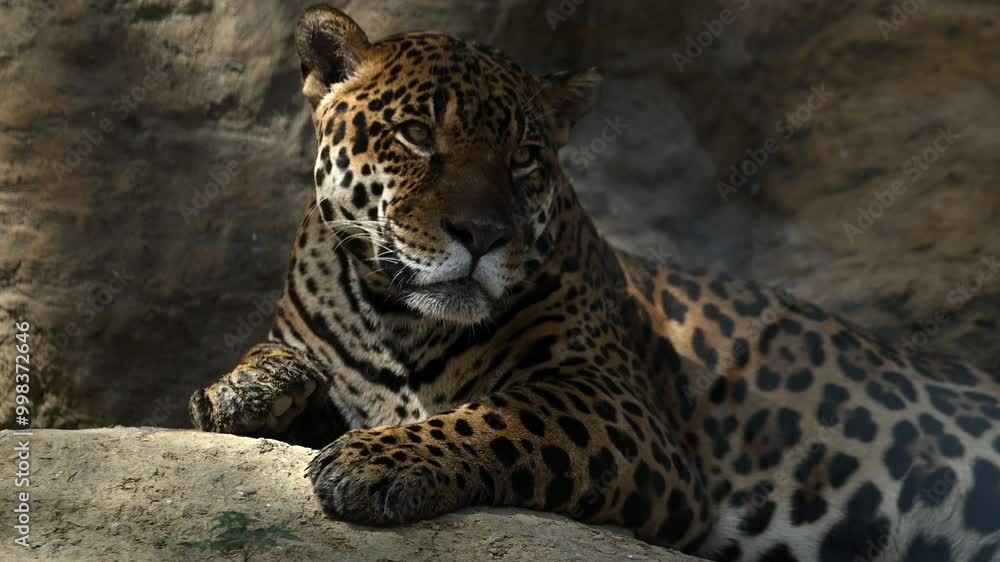 Experience the grace of a young jaguar or Amur leopard as he explore cliff mountains bathed in the warm glow of morning sunlight, showcasing their natural beauty and elegance Experience the grace of a young jaguar or Amur leopard as he explore cliff mountains bathed in the warm glow of morning sunlight, showcasing their natural beauty and elegance