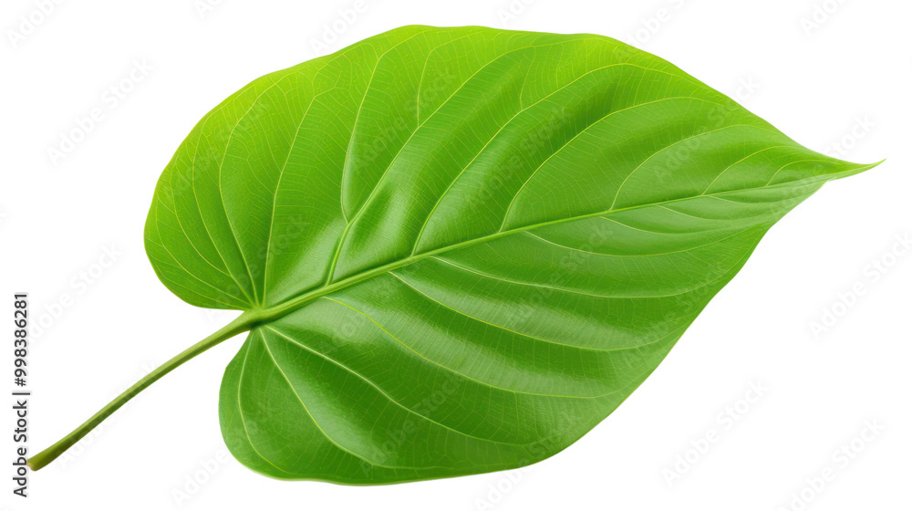PNG Plant leaf xanthosoma freshness. PNG Plant leaf xanthosoma freshness.