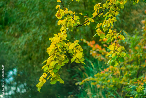 Beginning of autumn. Yellow foliage on a dark natural background.