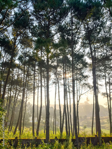 morning in the woods