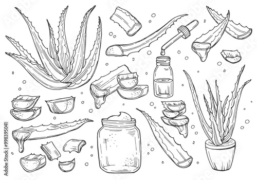 Aloe vera plant and sliced leaves, sketch vector illustration. Natural herbal medicine or cosmetics ingredient. Hand drawn isolated design elements