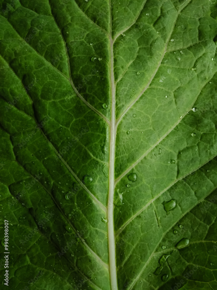 couve , Brassica oleracea leaf with water drops texture couve , Brassica oleracea leaf with water drops texture